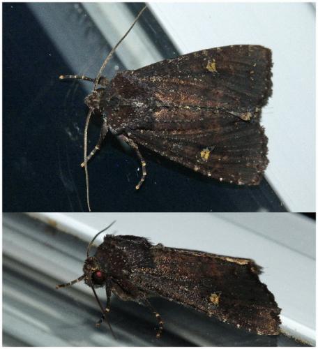 Apamea dubitans